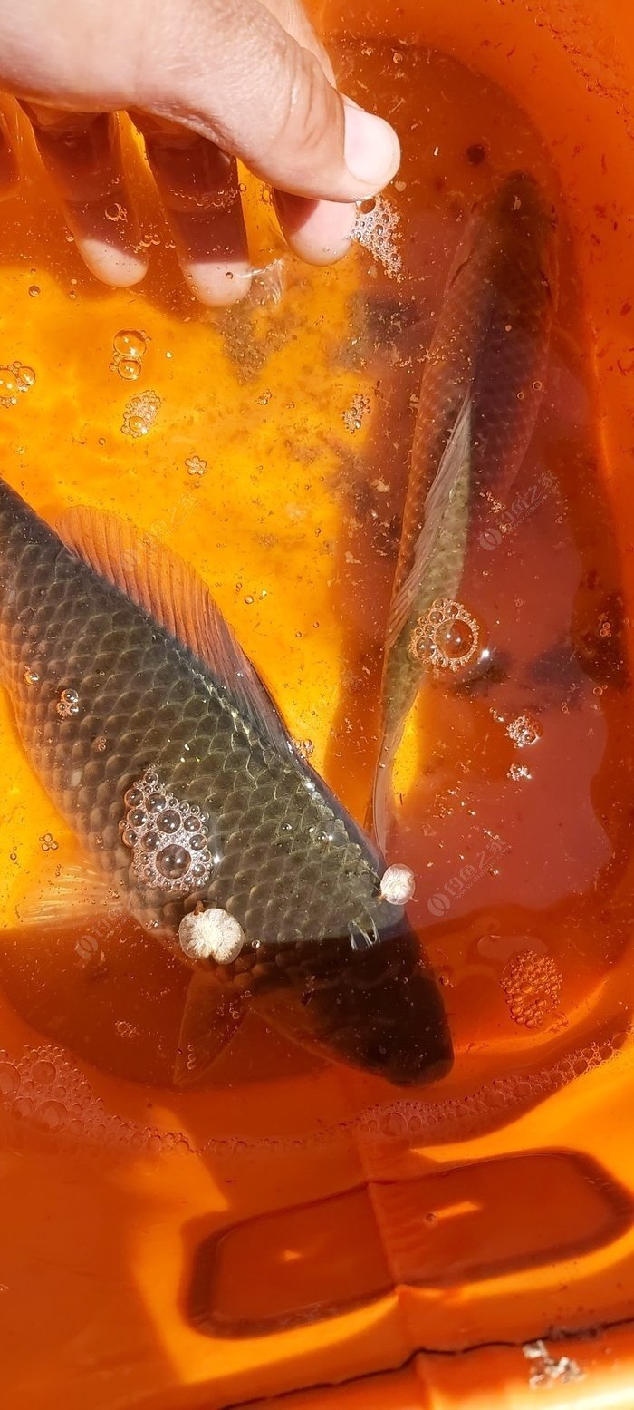 水庫釣鯽魚釣多深水_釣水庫鯽魚深水還是淺_水庫釣鯽魚水深選擇