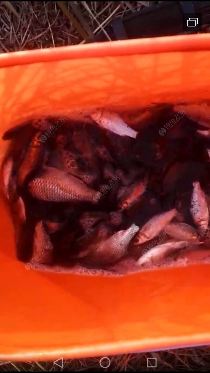 冬季鯽魚餌料搭配技巧_冬季野釣鯽魚餌料配方大全_冬季釣鯽魚的配方