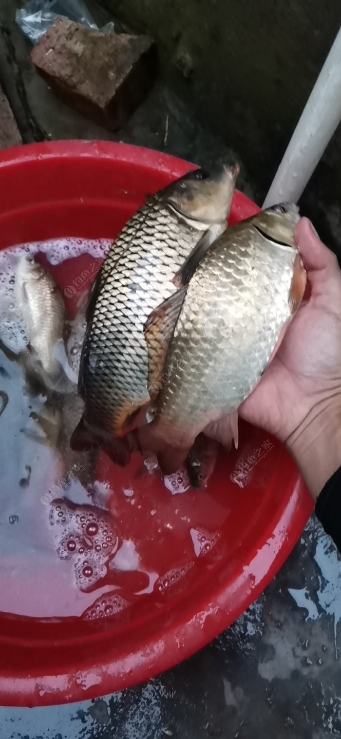 傳統釣魚的方法有多少種_傳統釣有哪些釣法知識_釣魚傳統釣法
