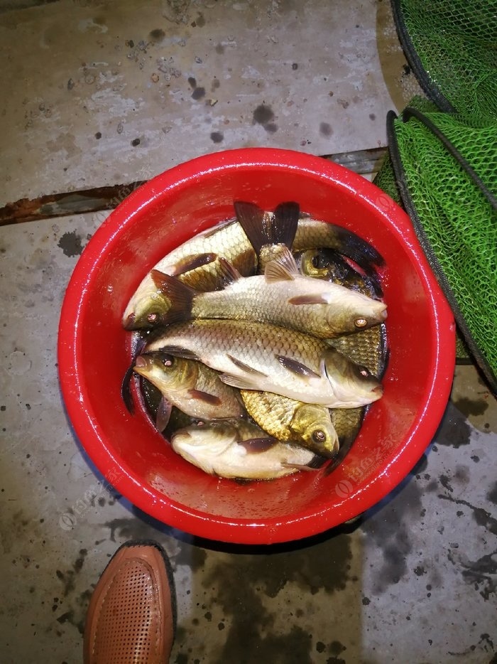 釣魚傳統釣法_傳統釣魚的方法有多少種_傳統釣有哪些釣法知識