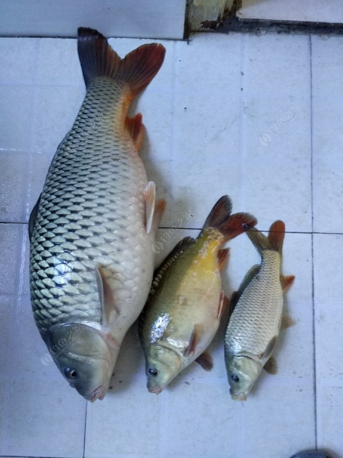 紅眼魚鯪魚的區別_紅眼的鯪魚_鯪魚和紅眼魚有什么區別