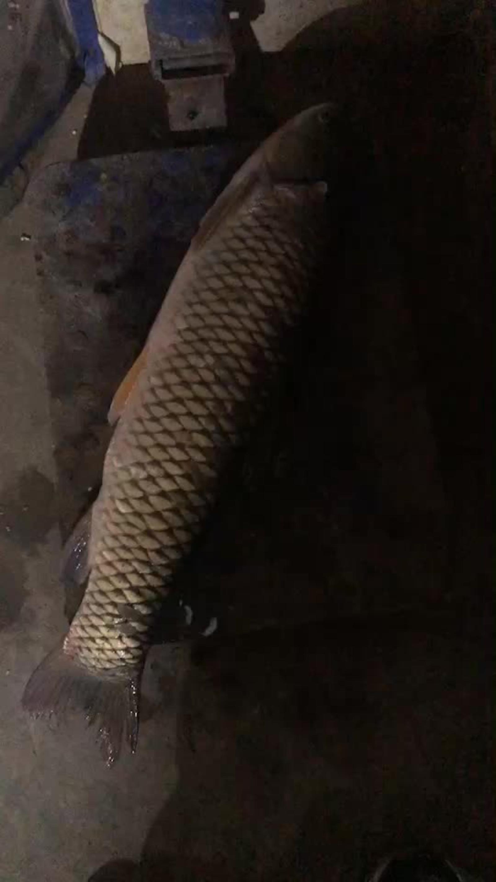 草魚放血位置示意圖_草魚怎么放血教程?_草魚怎樣放血更干凈