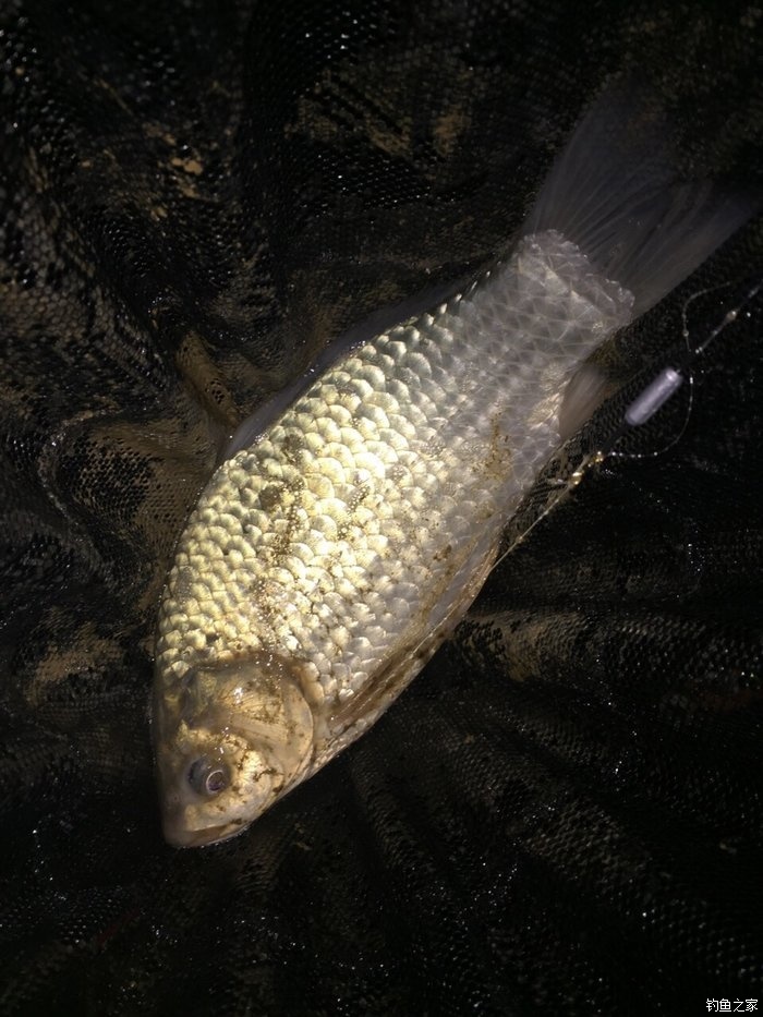 釣水庫鯽魚調漂視頻_釣水庫鯽魚調漂方法_水庫釣鯽魚如何調漂