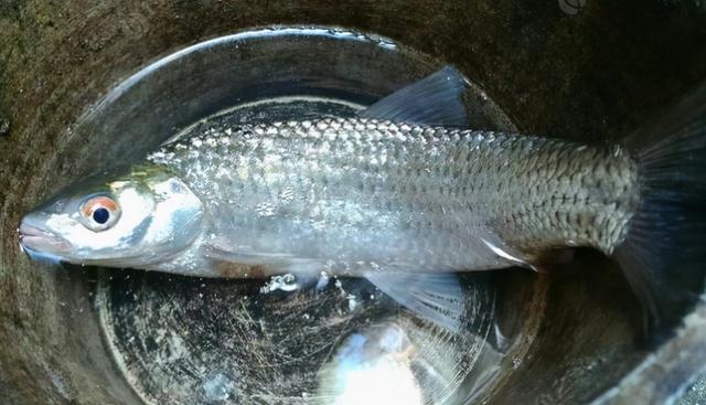 鯪魚和紅眼魚有什么區別_紅眼的鯪魚_紅眼鯪魚和鯪魚的區別