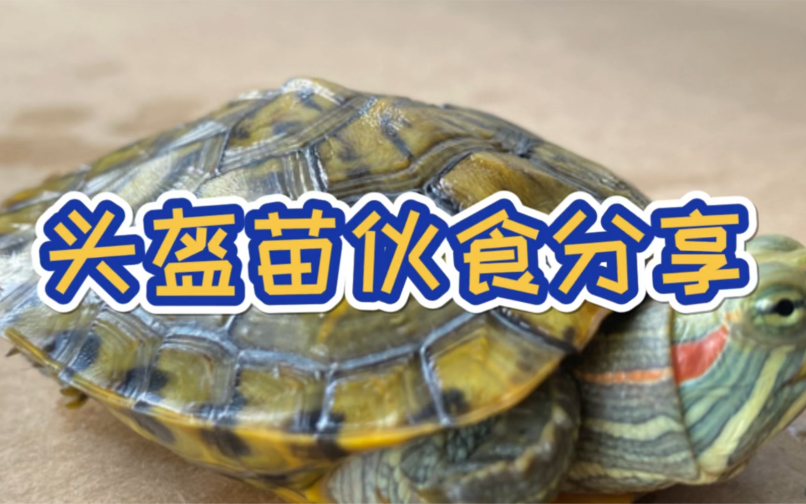 養巴西龜水里放什么東西_養巴西龜放多少水_巴西龜放很多水會死嗎