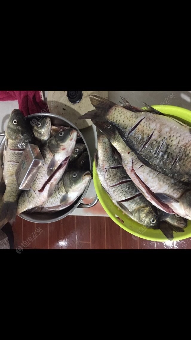 野釣奶香好還是腥香好_釣魚奶香和腥味_春季釣魚用奶香還是腥香