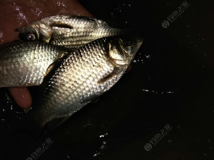 野釣奶香好還是腥香好_釣魚奶香和腥味_春季釣魚用奶香還是腥香