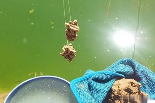 釣鯉魚餌料十大排名_釣鯉魚最好的餌料配方大全_釣鯉魚用什么餌料最好商品餌