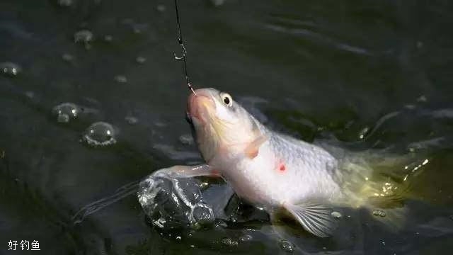 釣魚春季最佳時間是幾點_釣魚春季最佳時間是幾月份_春季釣魚的最佳時間