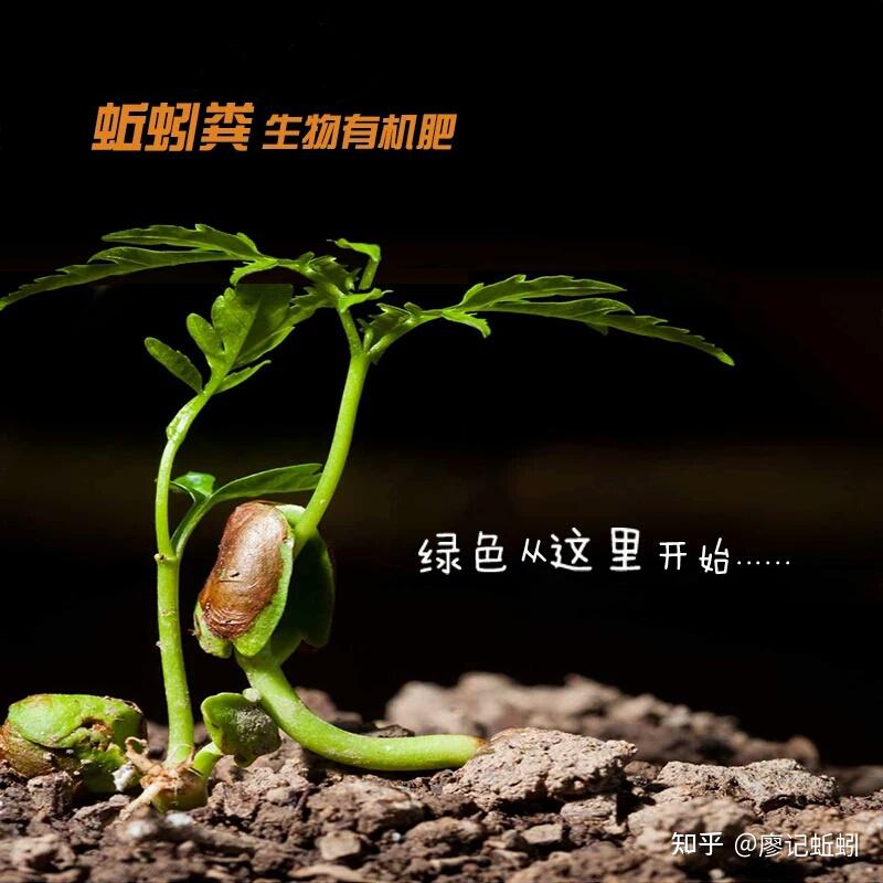 蚯蚓養殖需要辦理什么手續_養蚯蚓成本高嗎_養蚯蚓需要投資多少