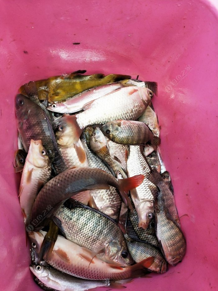 水庫釣鯽魚調漂的正確方法與技巧_水庫釣鯽魚方法和技巧_水庫釣鯽魚如何調漂