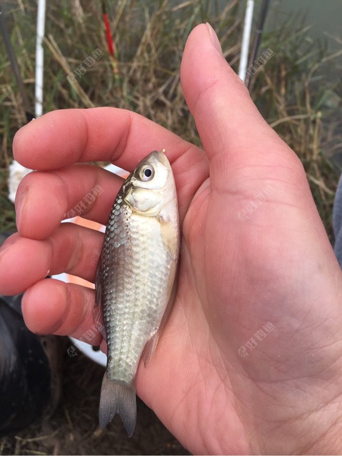 春季釣魚用奶香還是腥香_夏天釣魚奶香好還是腥香好_春季釣魚用腥香還是奶香