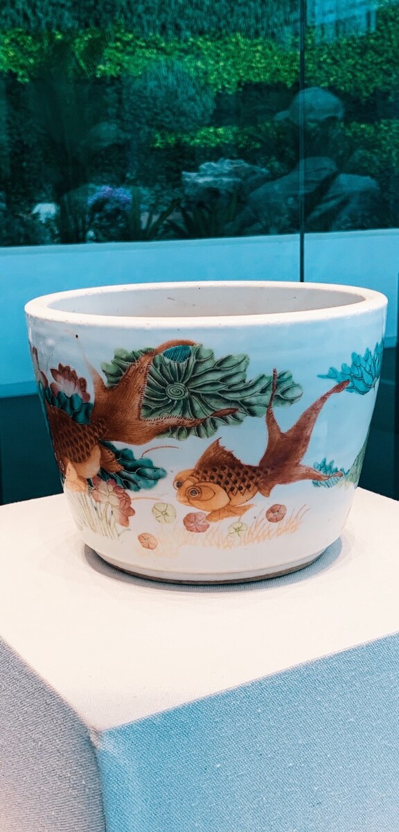 觀賞魚是指_觀賞魚魚類_觀賞魚是什么魚