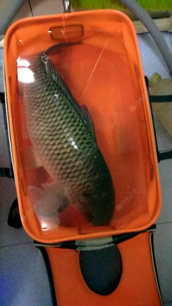 釣水庫合適竿多長鯽魚_釣水庫合適竿多長鯽魚好_水庫釣鯽魚竿多長合適