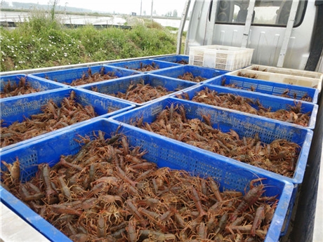 養5000只雞要多少成本_養一只鴨子要多少成本_養十畝龍蝦要多少成本