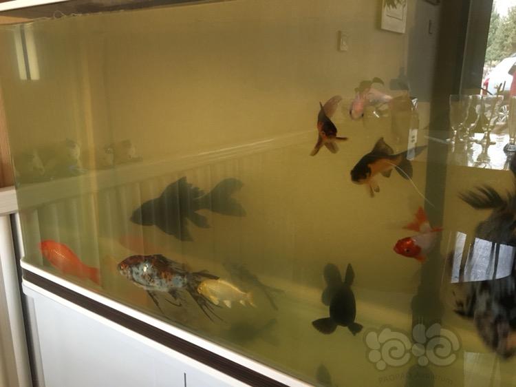 養魚水渾濁怎么解決_養魚水可以澆花嗎_養魚的水