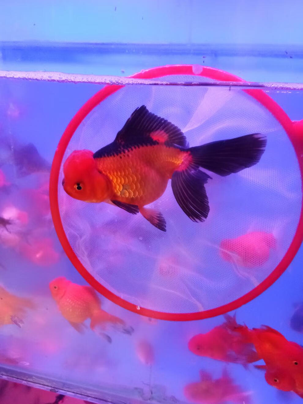 觀賞魚魚類_觀賞魚是什么魚_觀賞魚