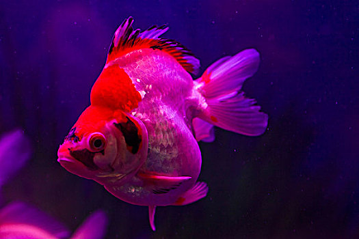 觀賞魚魚類_觀賞魚_觀賞魚是什么魚