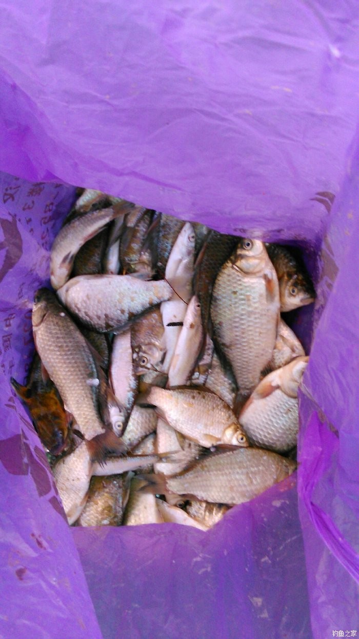 路亞竿釣鯉魚用什么餌視頻_路亞怎么釣鯉魚用什么餌_路亞釣鯉魚用什么