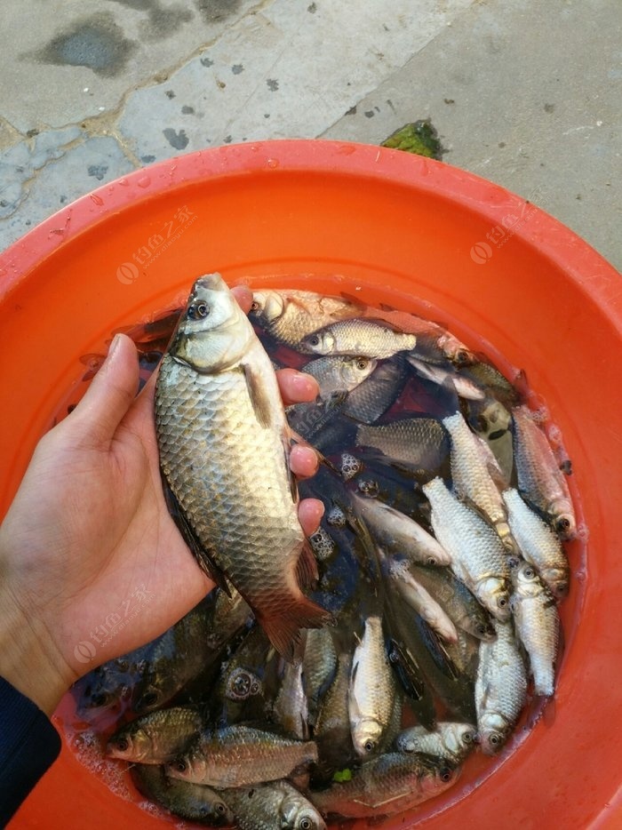 霜降釣鯉魚用什么餌_霜降后釣鯉魚_霜降釣鯉魚餌料配方