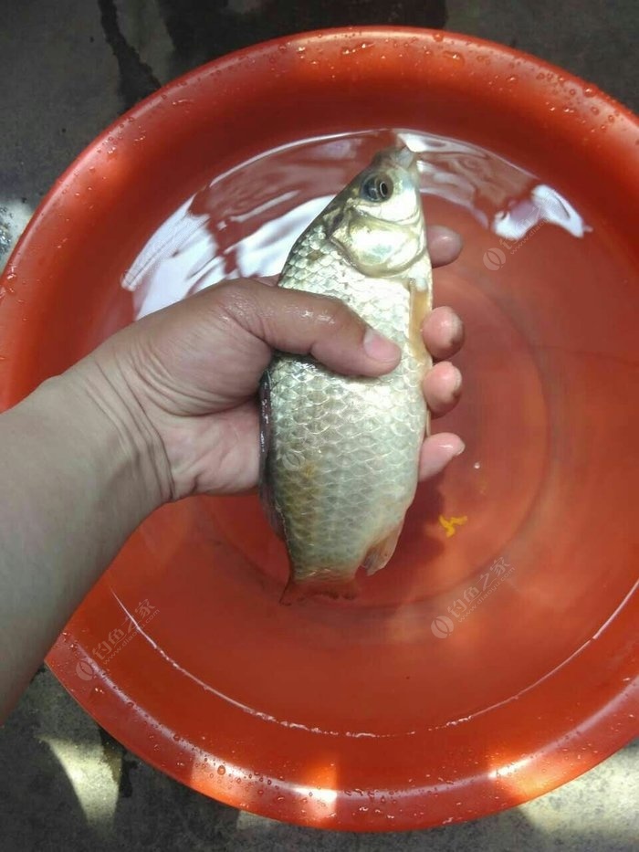 路亞鯉魚用什么餌料_路亞釣鯉魚用什么_路亞怎么釣鯉魚用什么餌