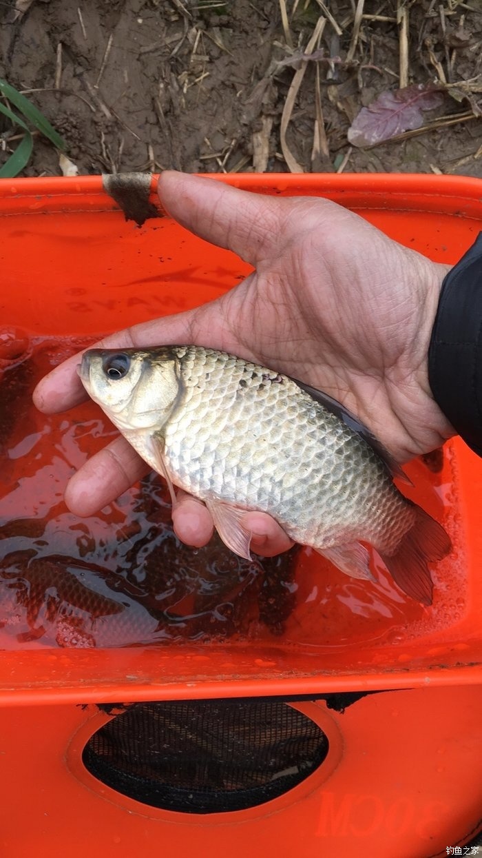 路亞怎么釣鯉魚用什么餌_路亞鯉魚用什么餌料_路亞釣鯉魚用什么