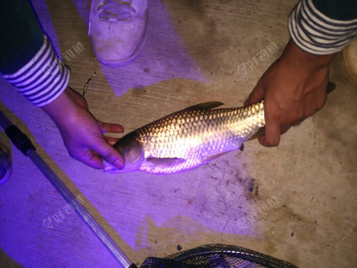 珠海釣魚網海釣論壇_珠海釣魚論壇交流網官網_珠海釣魚網論壇交流