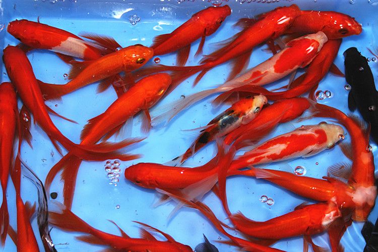 獅子頭金魚是什么魚_金魚獅子頭圖片大全_金魚獅子魚頭是一種魚嗎