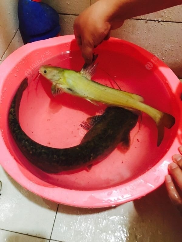 鯰魚嘴大嗎_大口鯰魚是什么魚_大口鯰魚臟嗎