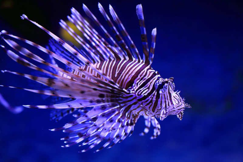 獅子魚原名_魚獅子是什么_獅子魚是什么魚