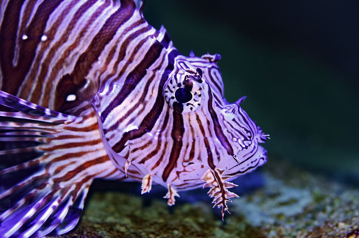 魚獅子是什么_獅子魚原名_獅子魚是什么魚