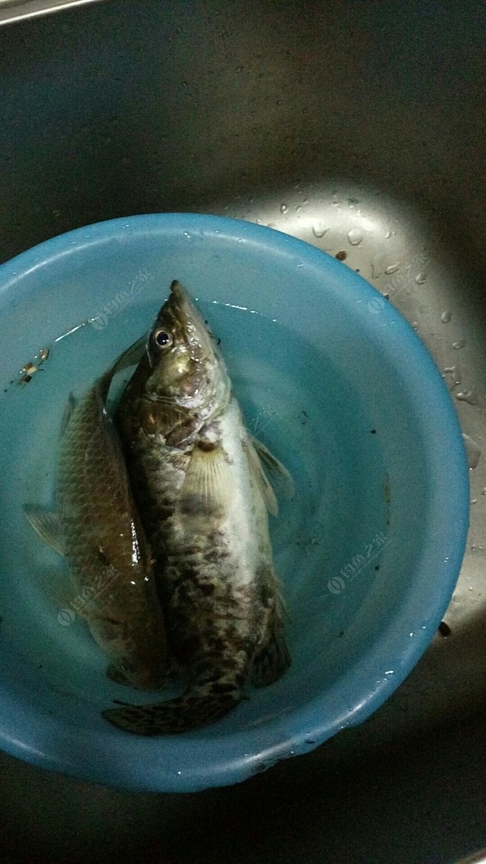 垂釣磐石坐_磐石釣魚網_磐石灣垂釣鉤