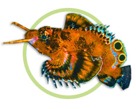 獅子魚是什么魚_獅子魚原名_魚獅子是什么樣的