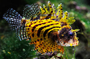 獅子魚原名_獅子魚是什么魚_魚獅子是什么樣的