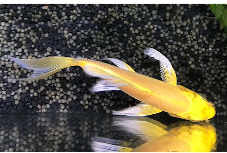 獅子頭金魚是什么魚_金魚獅子頭的種類_金魚獅子魚頭是什么魚