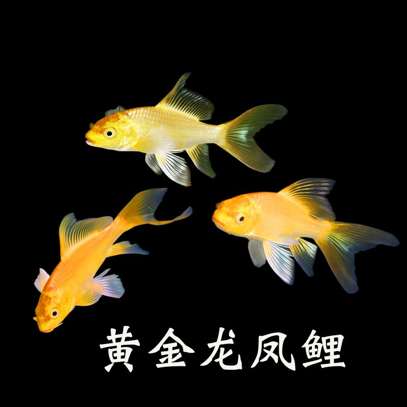 金魚獅子頭的種類_金魚獅子魚頭是什么魚_獅子頭金魚是什么魚