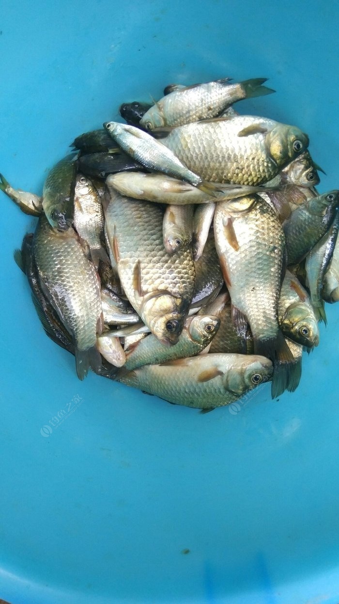 野釣鯉魚_鯉魚野釣用什么魚餌最好釣_鯉魚野釣技巧