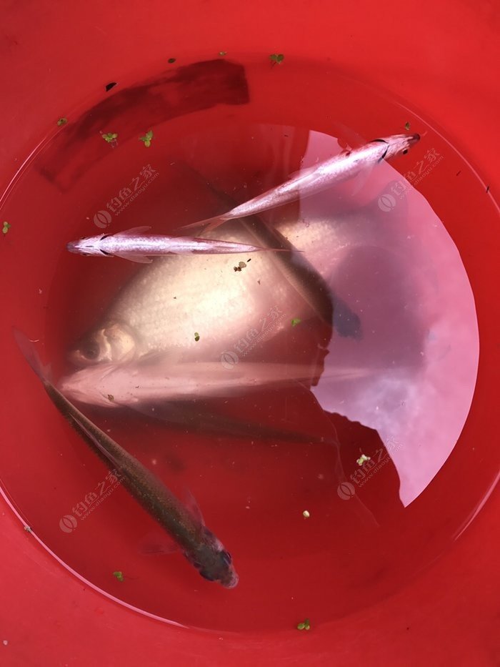四海釣魚釣大魚視頻_四海釣魚視頻化紹新_四海釣魚海釣視頻大全