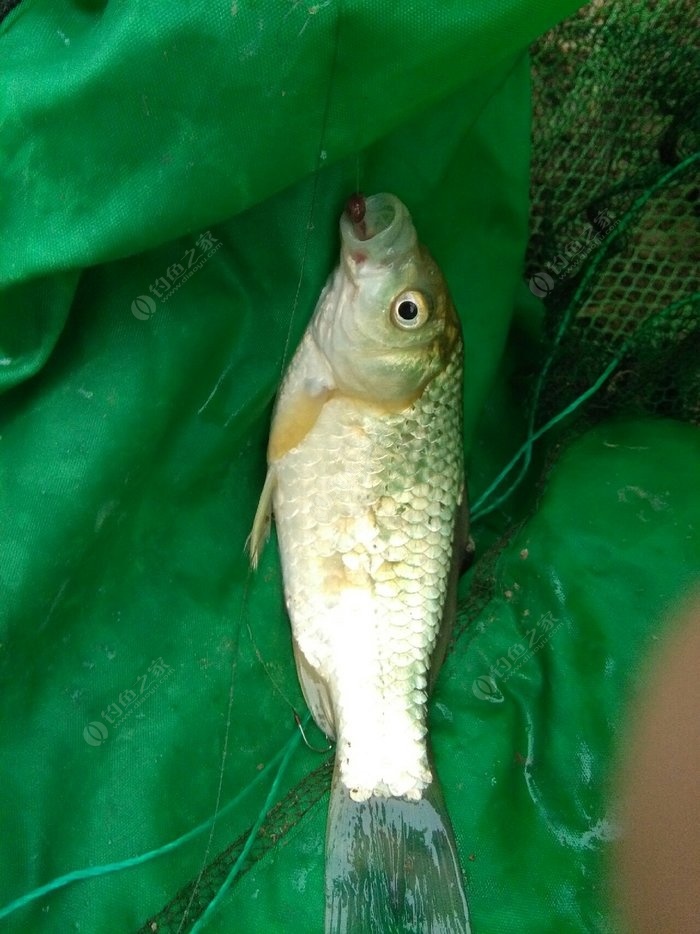 冬季釣鯽魚餌料配方大全_冬季釣鯽魚餌料搭配_釣冬季鯽魚餌料搭配方法