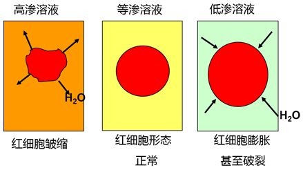 氧化鈣的相對原子質量_氧化鈣的相對分子質量_氧化鈣的相對原子質量是多少