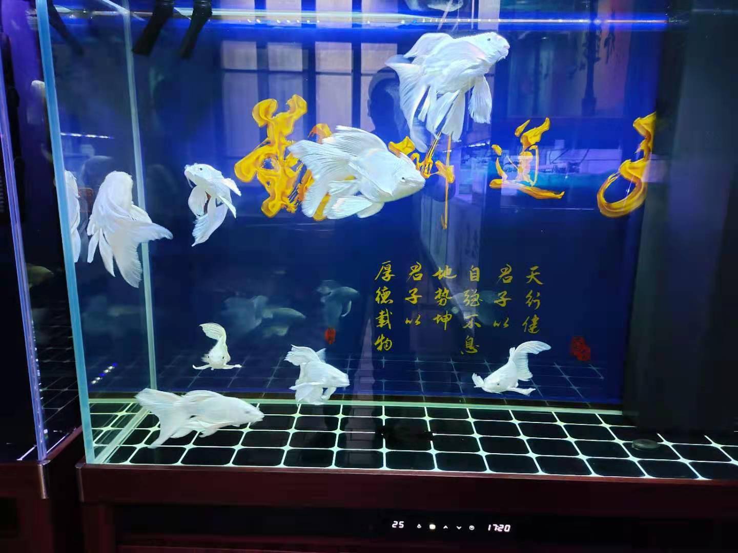 鯉魚錦龍鳳圖片大全_鯉魚錦龍鳳圖片高清_龍鳳錦鯉魚圖片