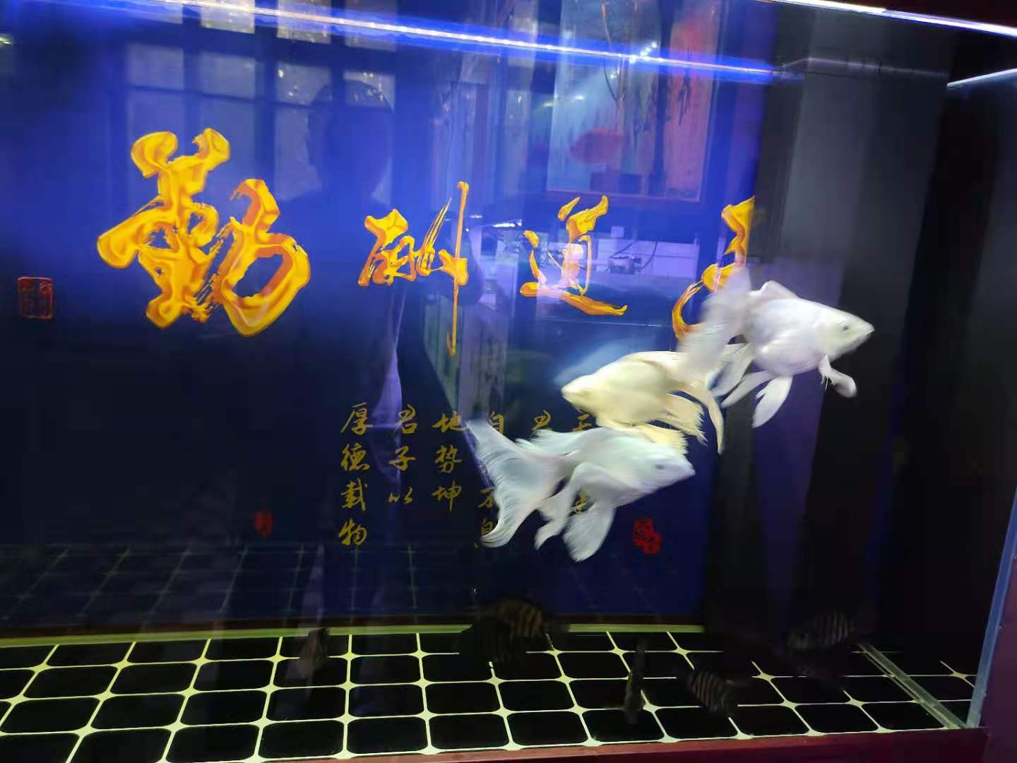 龍鳳錦鯉魚圖片_鯉魚錦龍鳳圖片高清_鯉魚錦龍鳳圖片大全