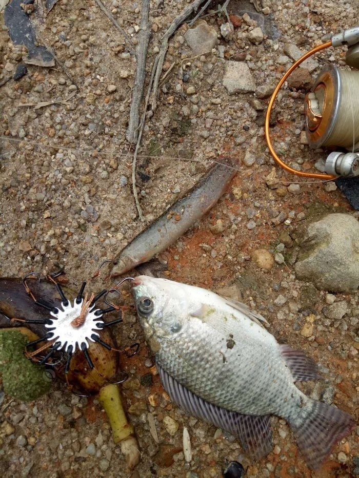 野釣草魚釣底還是釣浮_野釣草魚釣底釣浮_釣底浮草魚野釣可以嗎