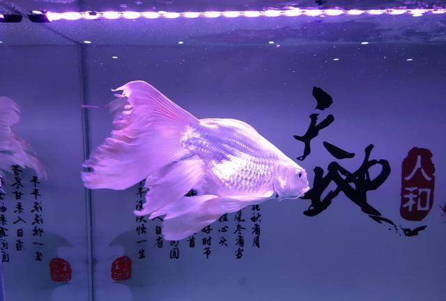鯉魚錦龍鳳圖片高清_龍鳳錦鯉魚圖片_鯉魚龍鳳和錦鯉的區別