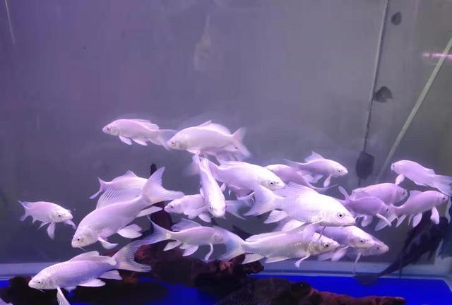 龍鳳錦鯉魚圖片_鯉魚錦龍鳳圖片高清_鯉魚龍鳳和錦鯉的區別