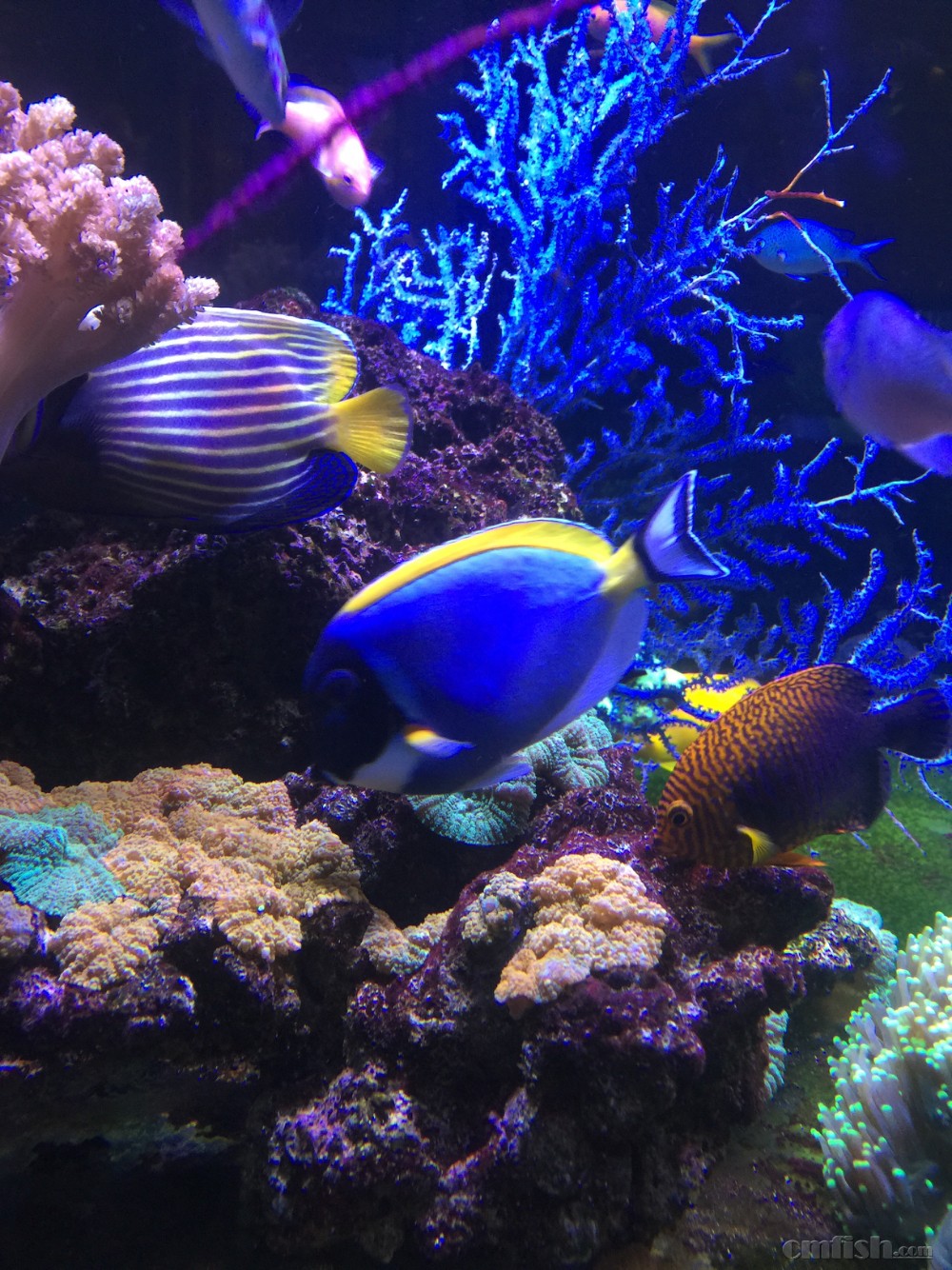 觀賞魚最好看的種類_十大最好看的觀賞魚_很漂亮的觀賞魚