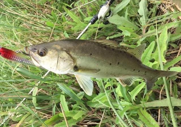 釣鱸魚的時間_一天中釣鱸魚最佳時間_釣鱸魚幾點鐘好釣一些