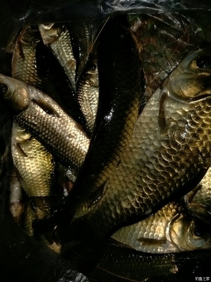 釣視頻草魚海竿教程_海竿釣草魚視頻_釣視頻草魚海竿圖片