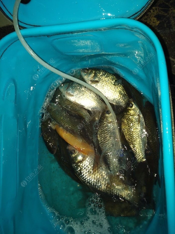 秋季野釣鯽魚經典餌料配方_秋季釣鯽魚餌料配方大全_釣秋季配方鯽魚大全餌料圖片