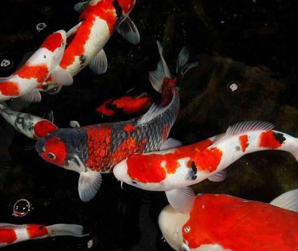 日本錦鯉魚圖片大全大圖_日本錦鯉魚圖片_日本錦鯉魚視頻